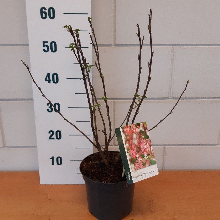 Ribes sang. Kind Edwart VII, D 19