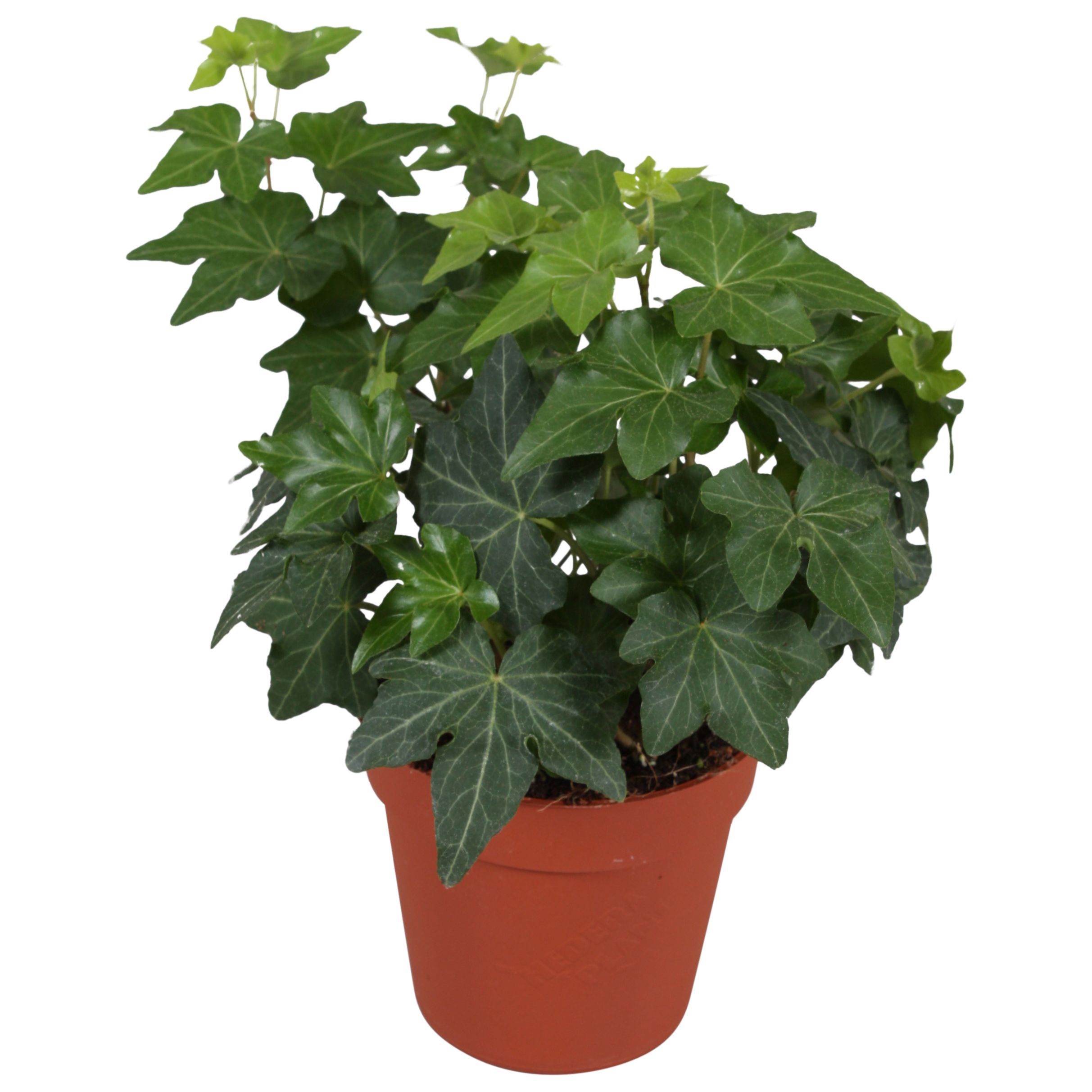 Hedera Brigitte, D 9