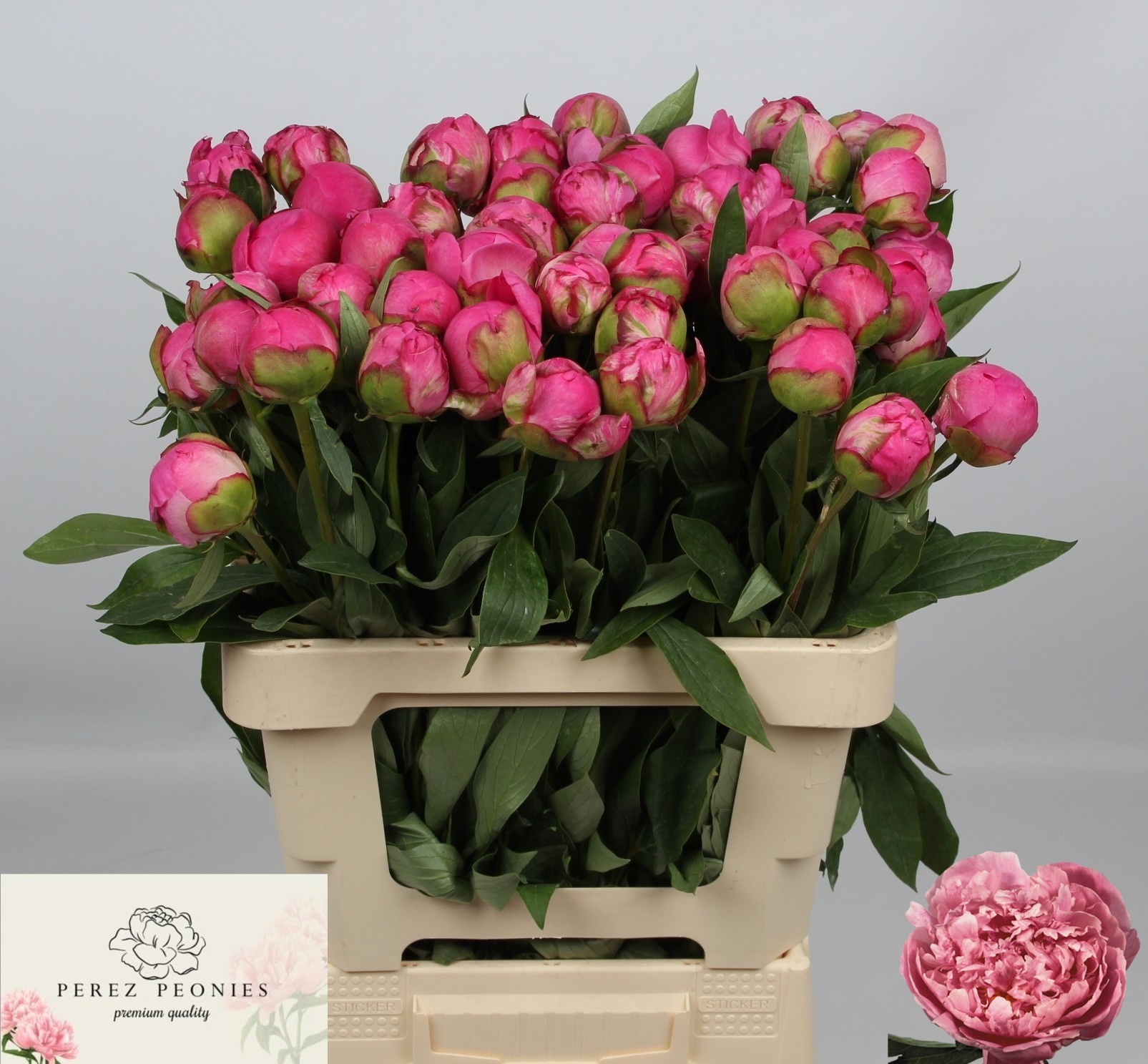 Пион Александр Флеминг 60, шт.