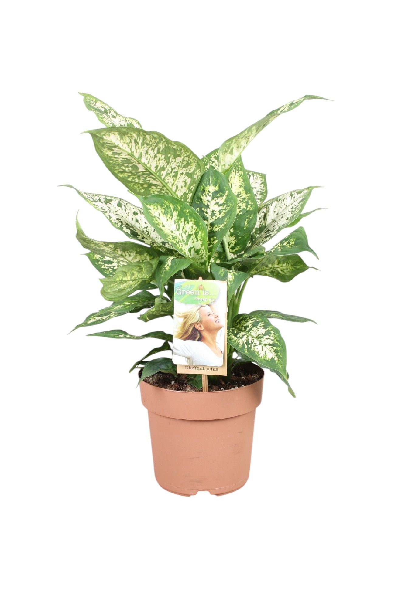 Dieffenbachia Compacta, D 17