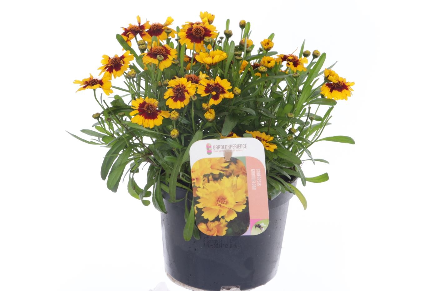 Coreopsis verticillata Corleone Red & Gold, D 13