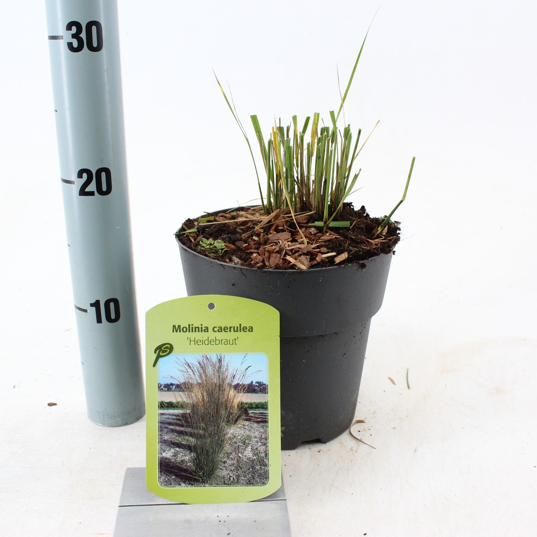 Molinia caerulea 'Heidebraut', D 17