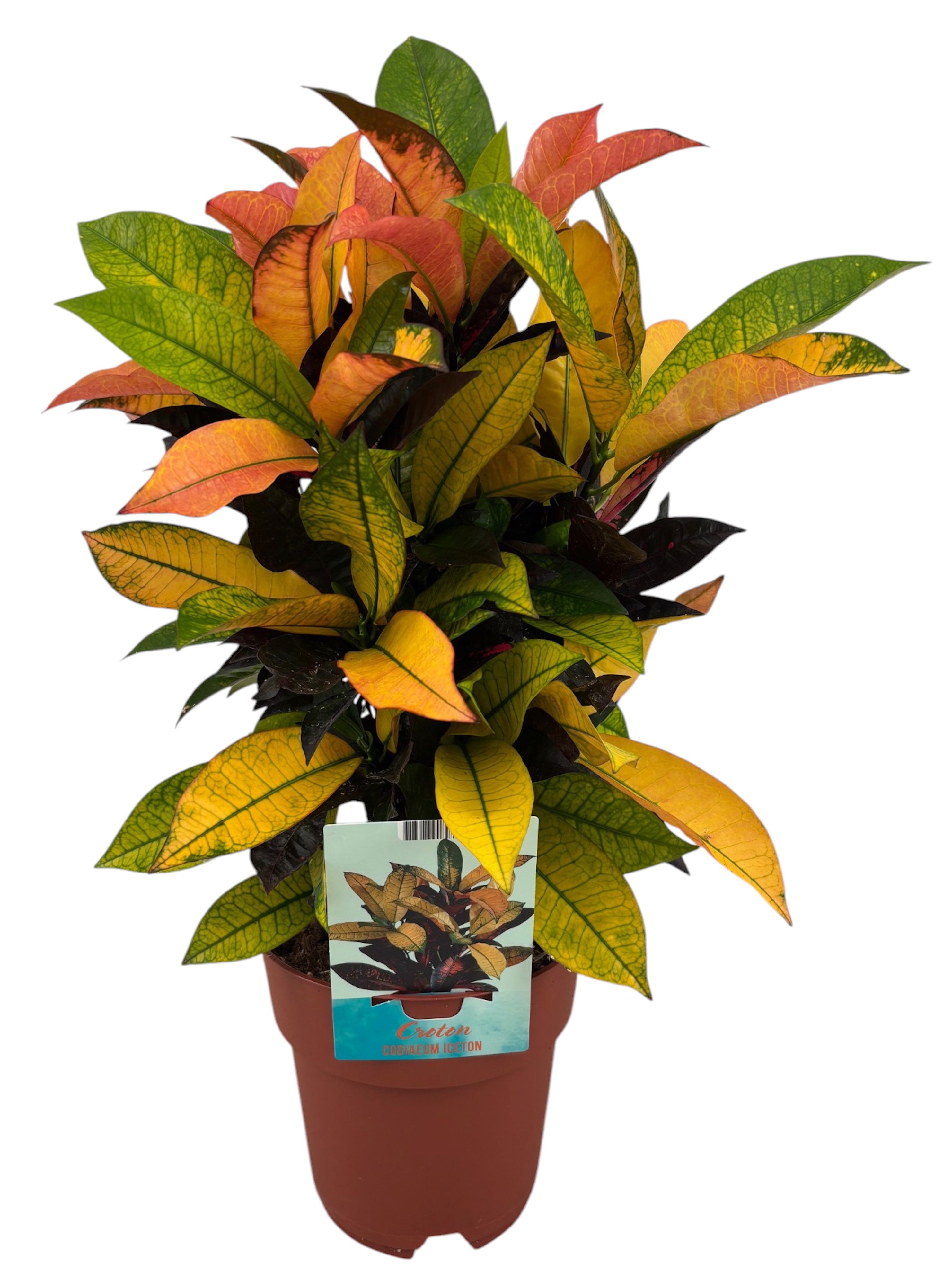 Codiaeum Variegatum Mrs. Iceton (Peat free / Veenvrij), D 19