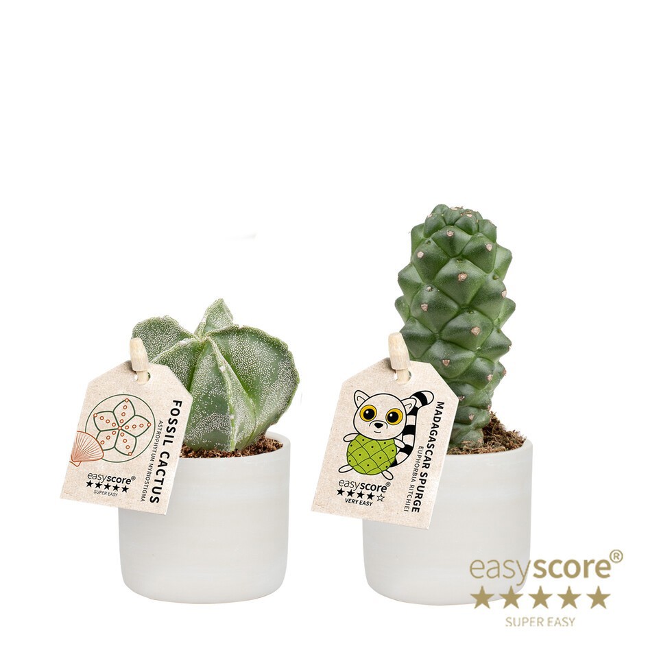 GREEN MIX 40680654 Raw Gr, Cactus Specia, D 7