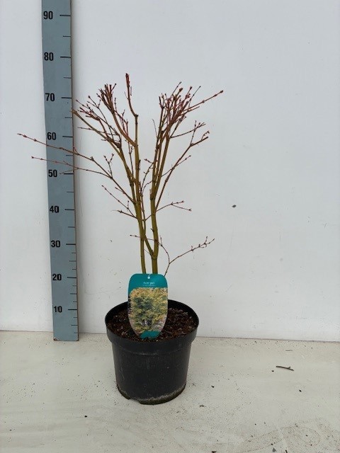 Acer palmatum 'Sangokaku' P23 Full CC, D 23