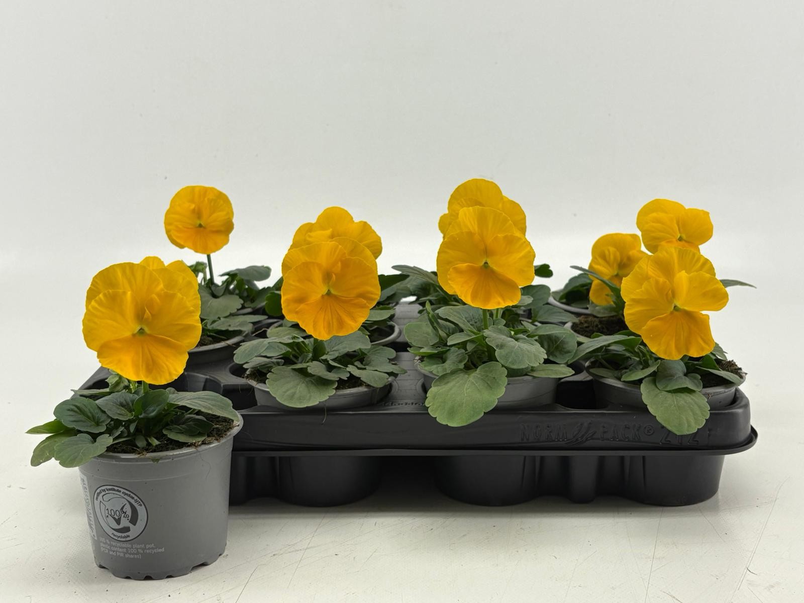 Viola F1 Clear Yellow, D 9