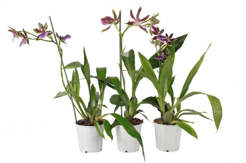 Zygopetalum p12 mix 1T04+, D 12
