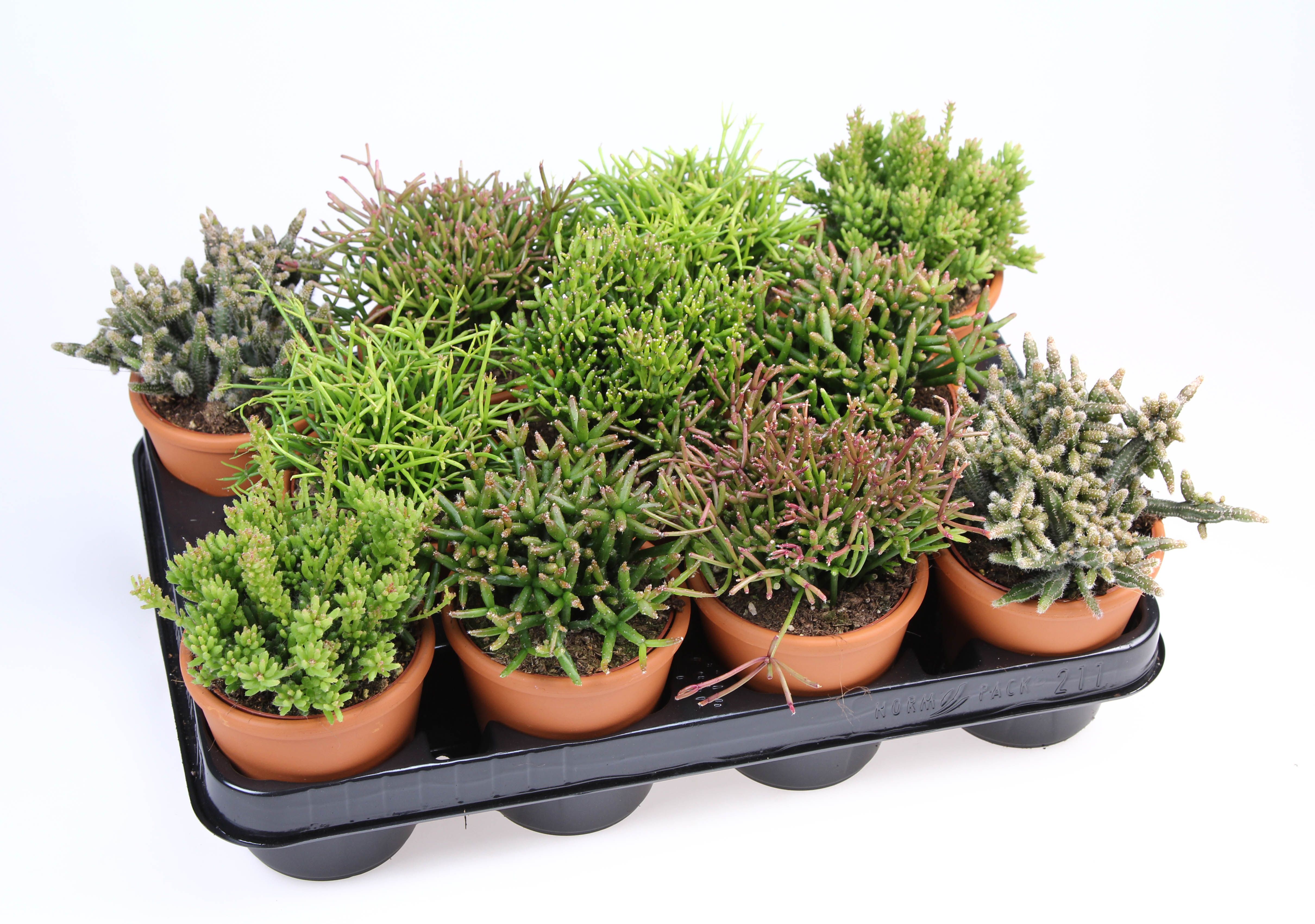 Rhipsalis mix in Rozenpot, D 8,5