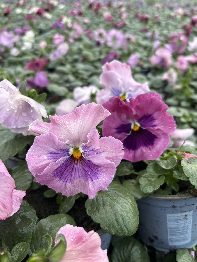 VIOLA WITTROCKIANA-HYBRID 'PINK SURPRISE', D 9