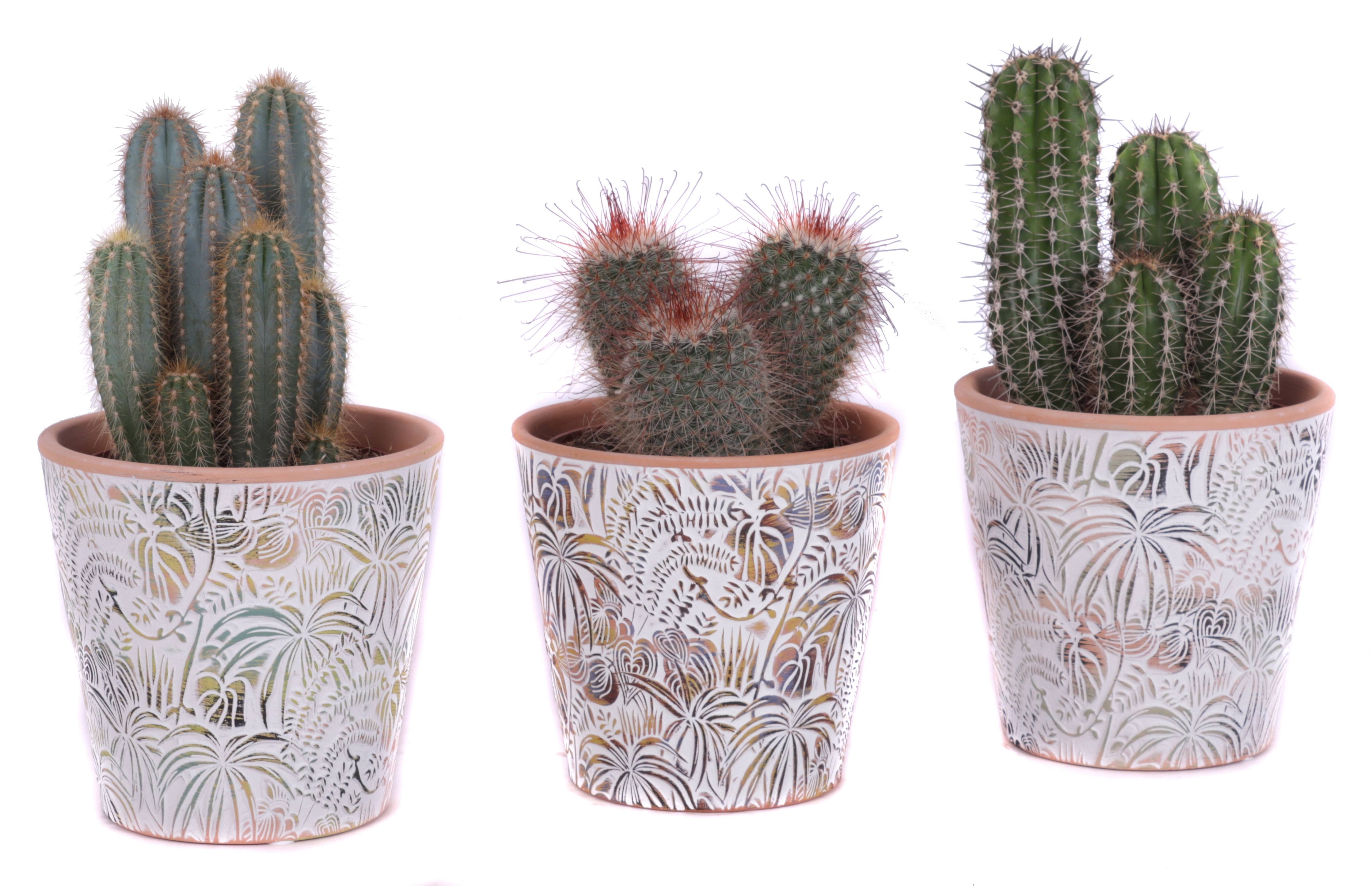 Cactus mix Ø12cm in Ø14cm Ceramic Pot Jungle, D 14