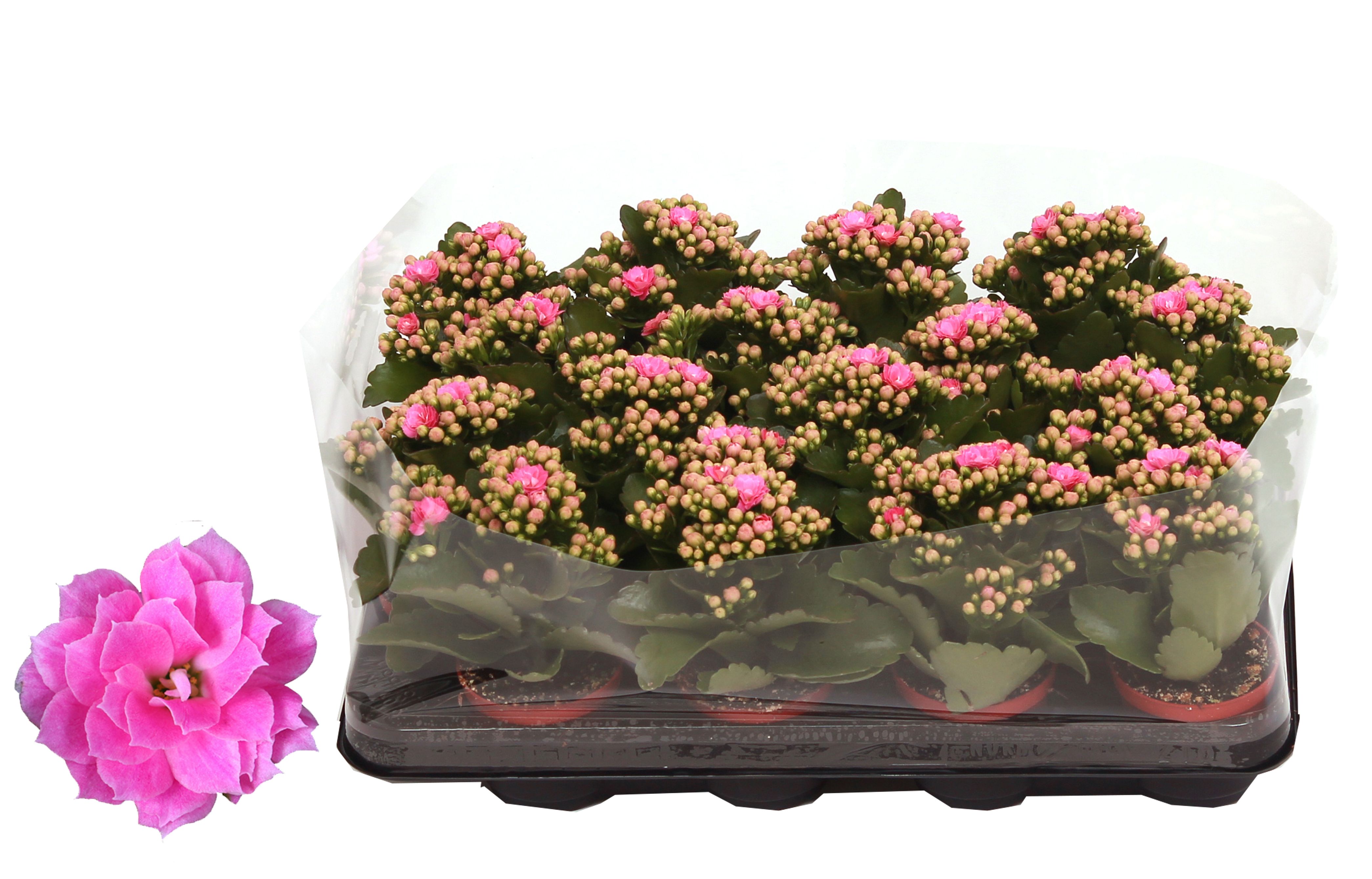 Kalanchoe Rosalina 07cm Don Nando roze, Trayfolie, D 7