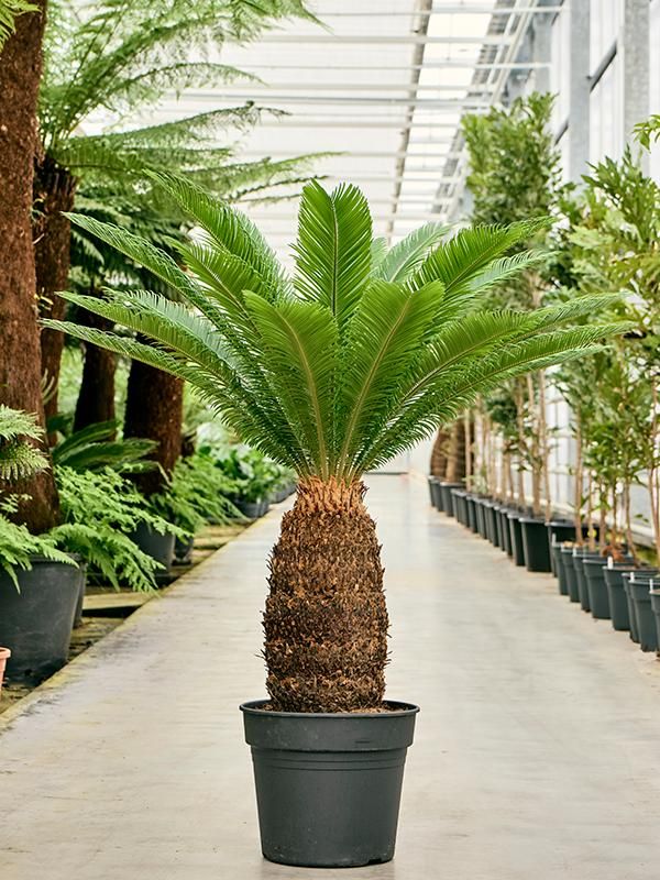 Cycas revoluta, D 38