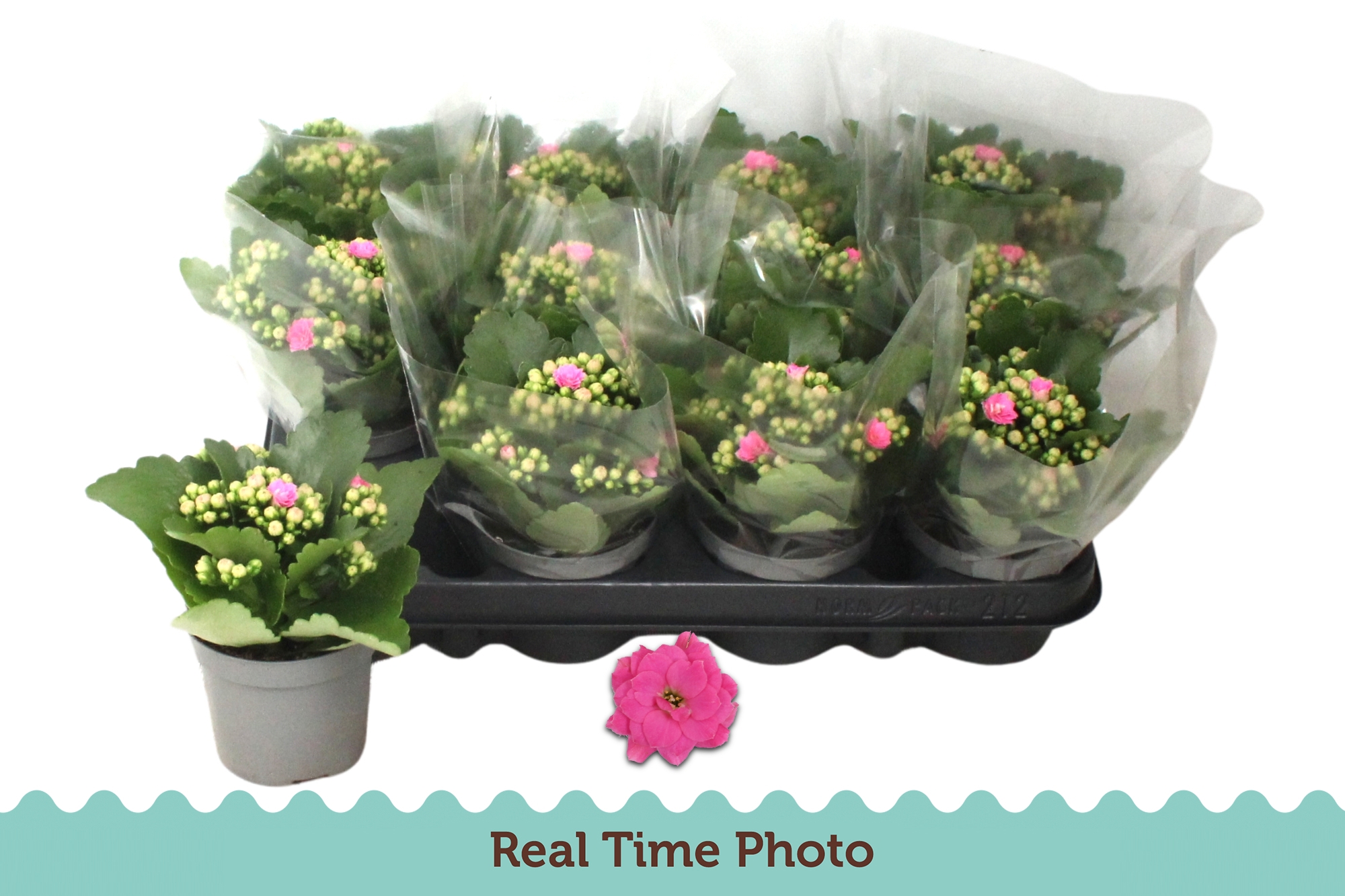 Kalanchoe Double Pink, D 9 cm