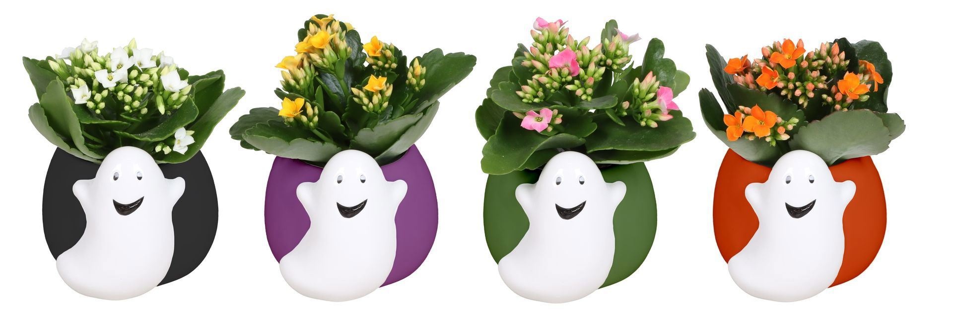 L 67393 with Kalanchoe Mix 6 cm, D 6