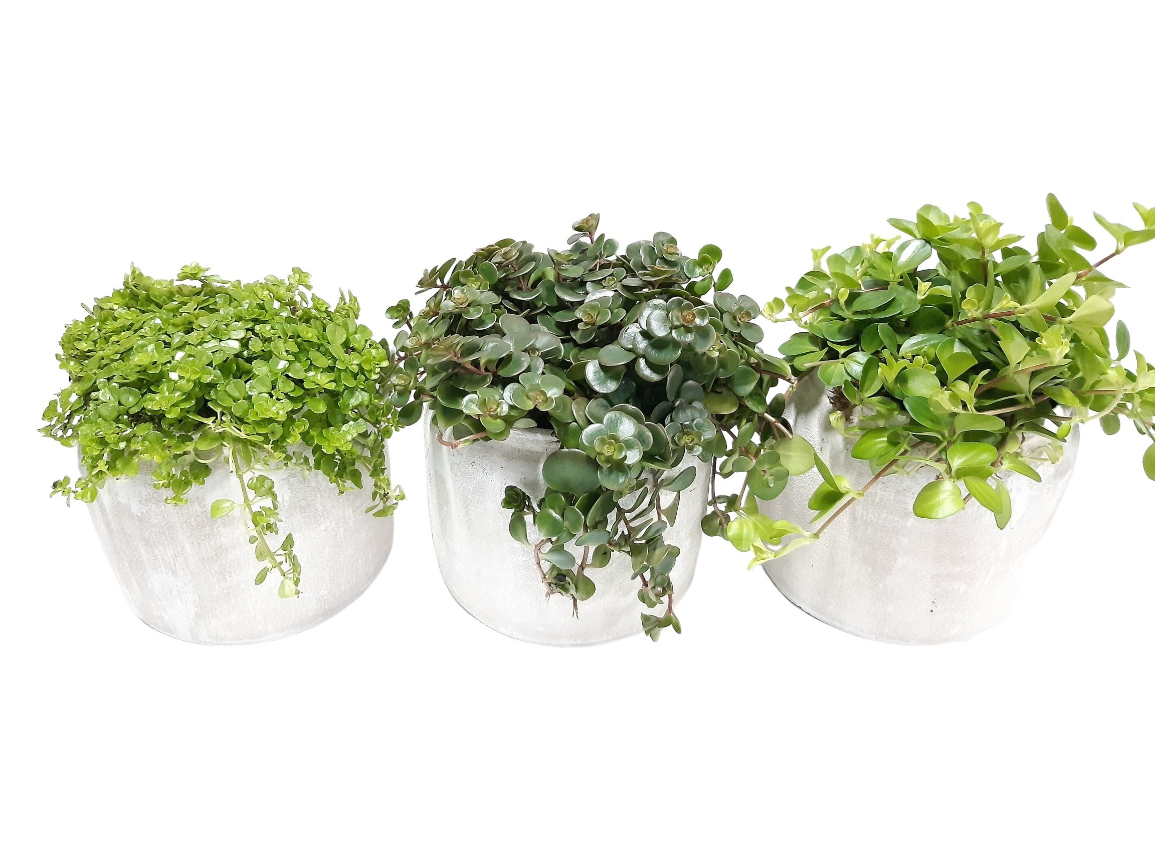 RWP16GEM Rude White Pot Groenmix, D 16