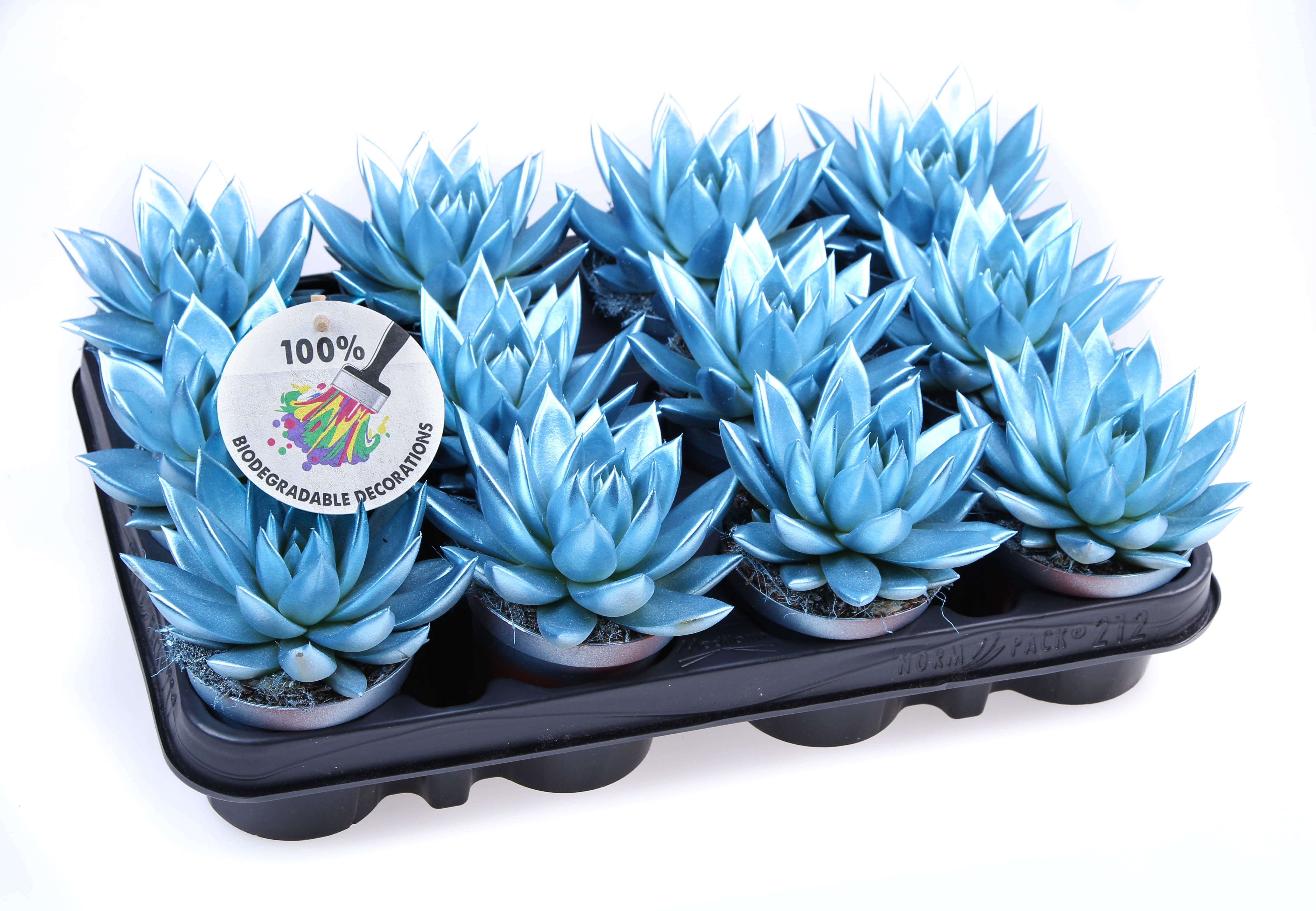 Rainbow metallic blue, D 8,5