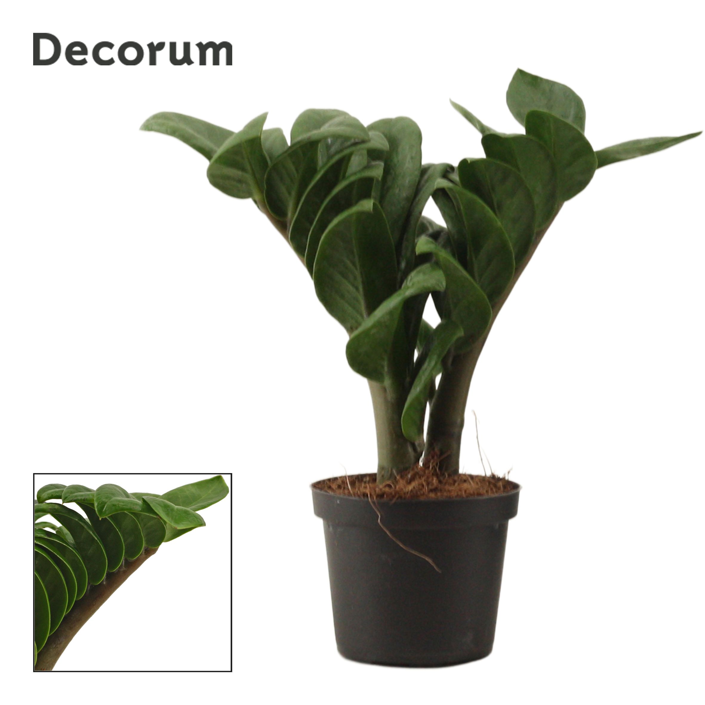 Zamioculcas Zenzi V-Leaf 9 cm Decorum, 2 veren, D 9