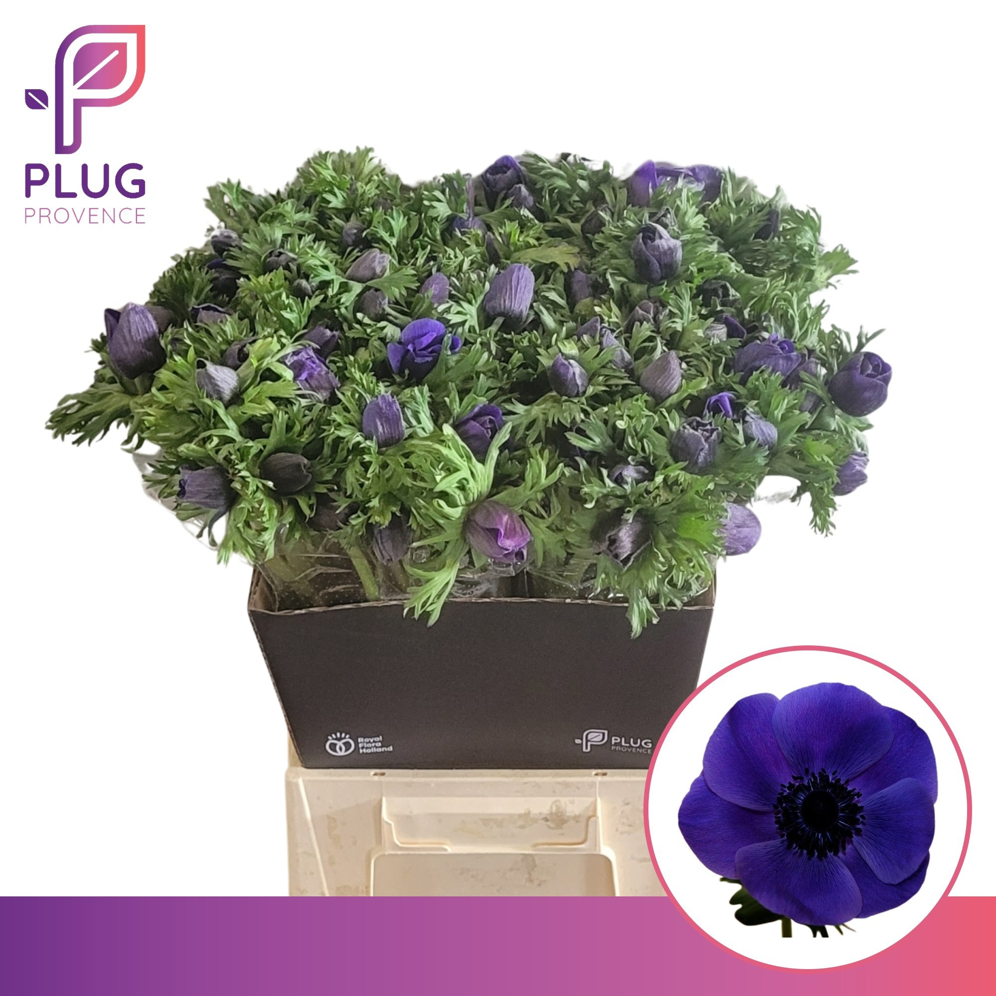 Анемон Галил Блю 55 (син.), шт.