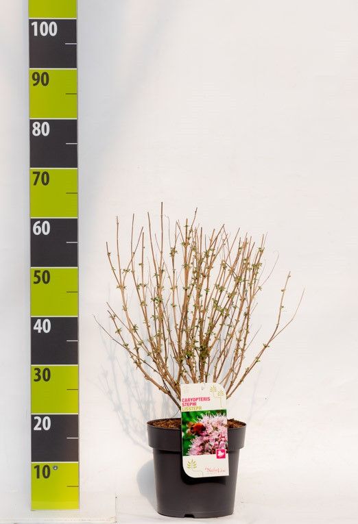 Caryopteris 'Stephi C 4,6, D 23