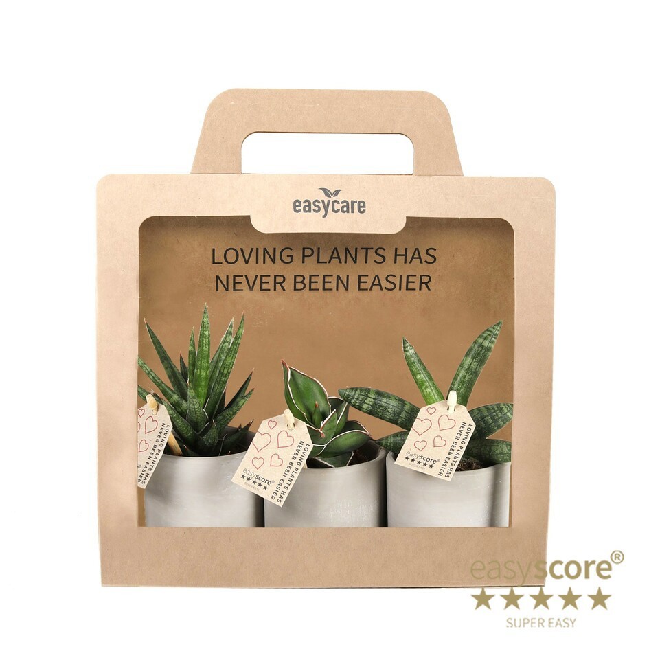 GREEN MIX 40690102 3-Pack Raw, D 7