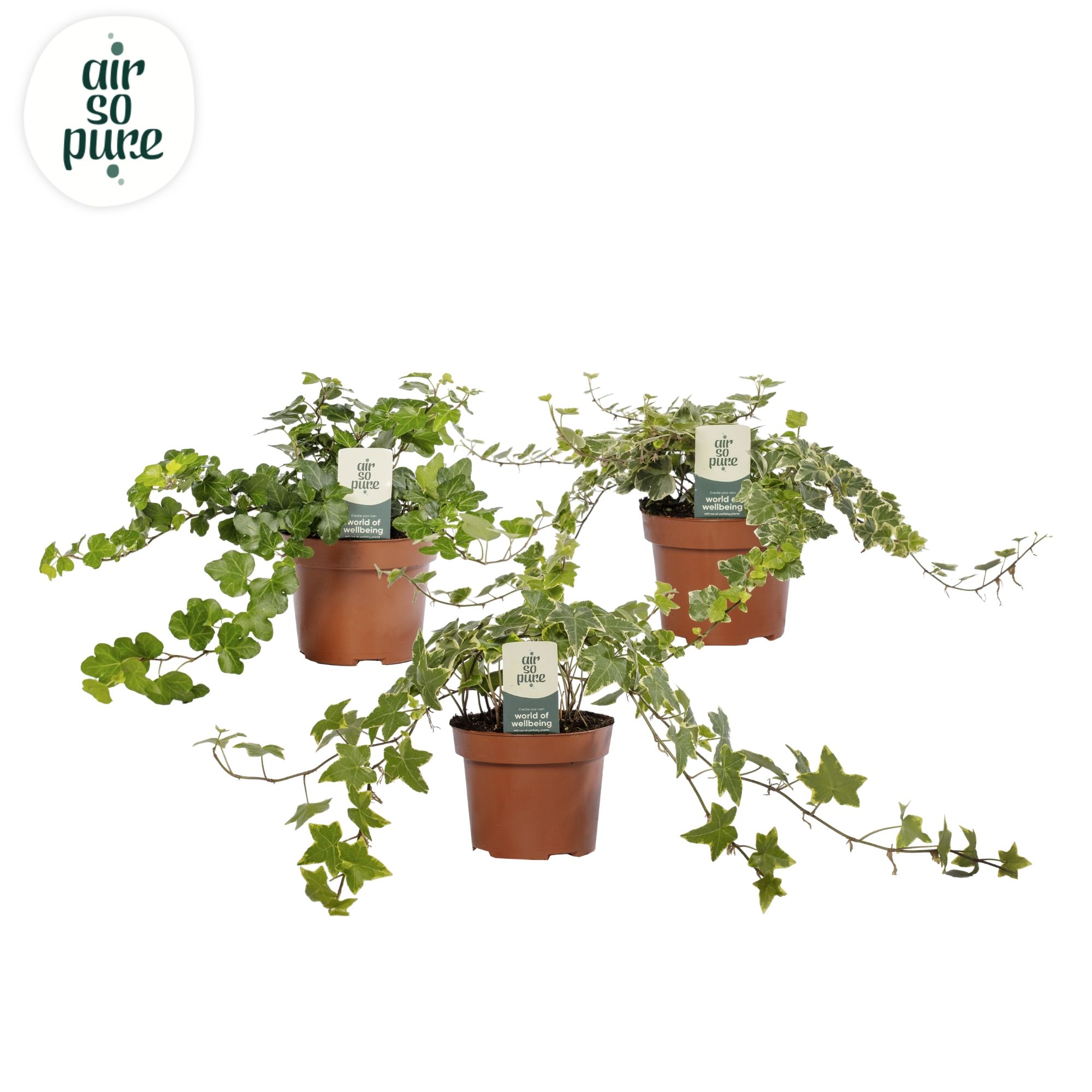 Hedera helix gemengd Air So Pure®, D 13