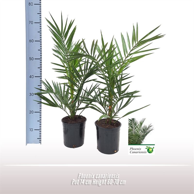 Phoenix canariensis, D 14