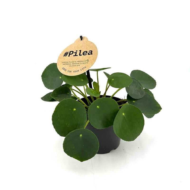 PILEA PEPEROMIOIDES H812, D 12