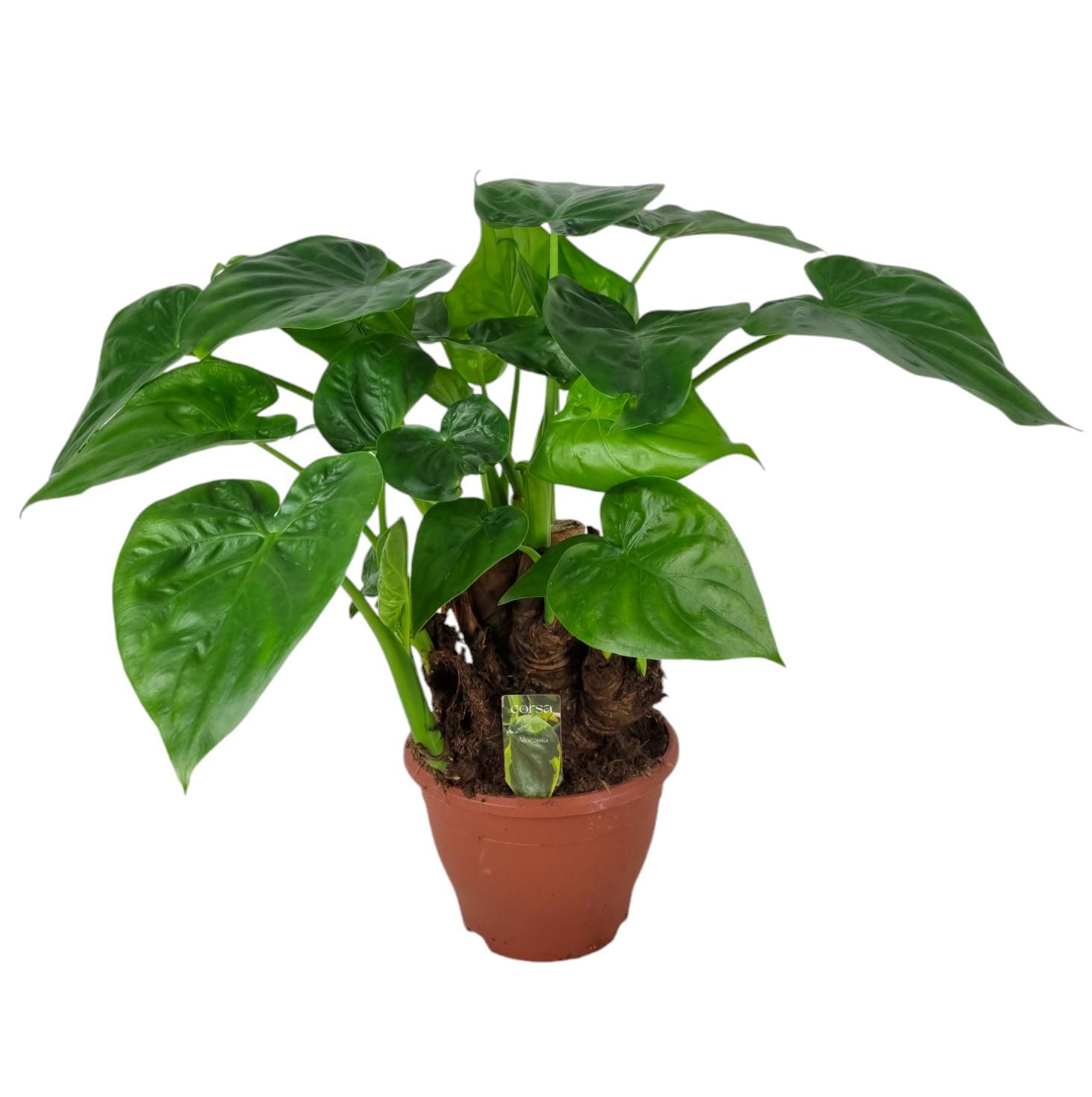 Alocasia Multitrunk green 19 cm, D 19
