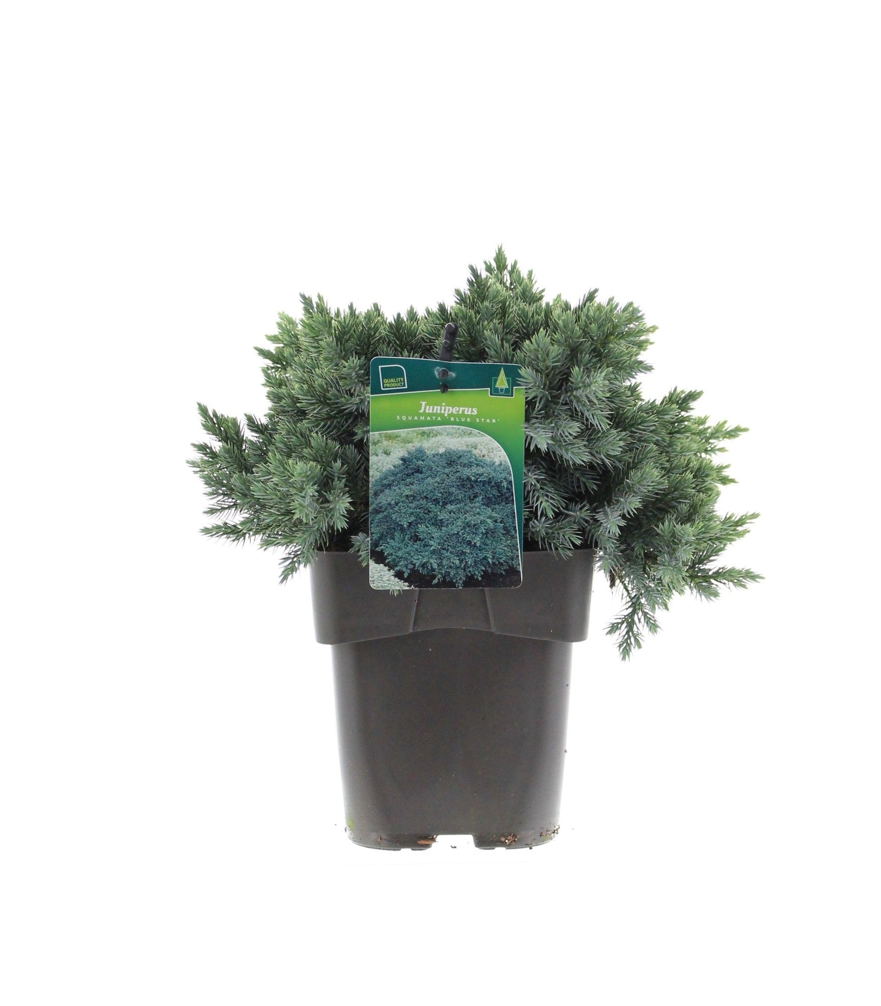 Juniperus squamata 'Blue Star', D 19