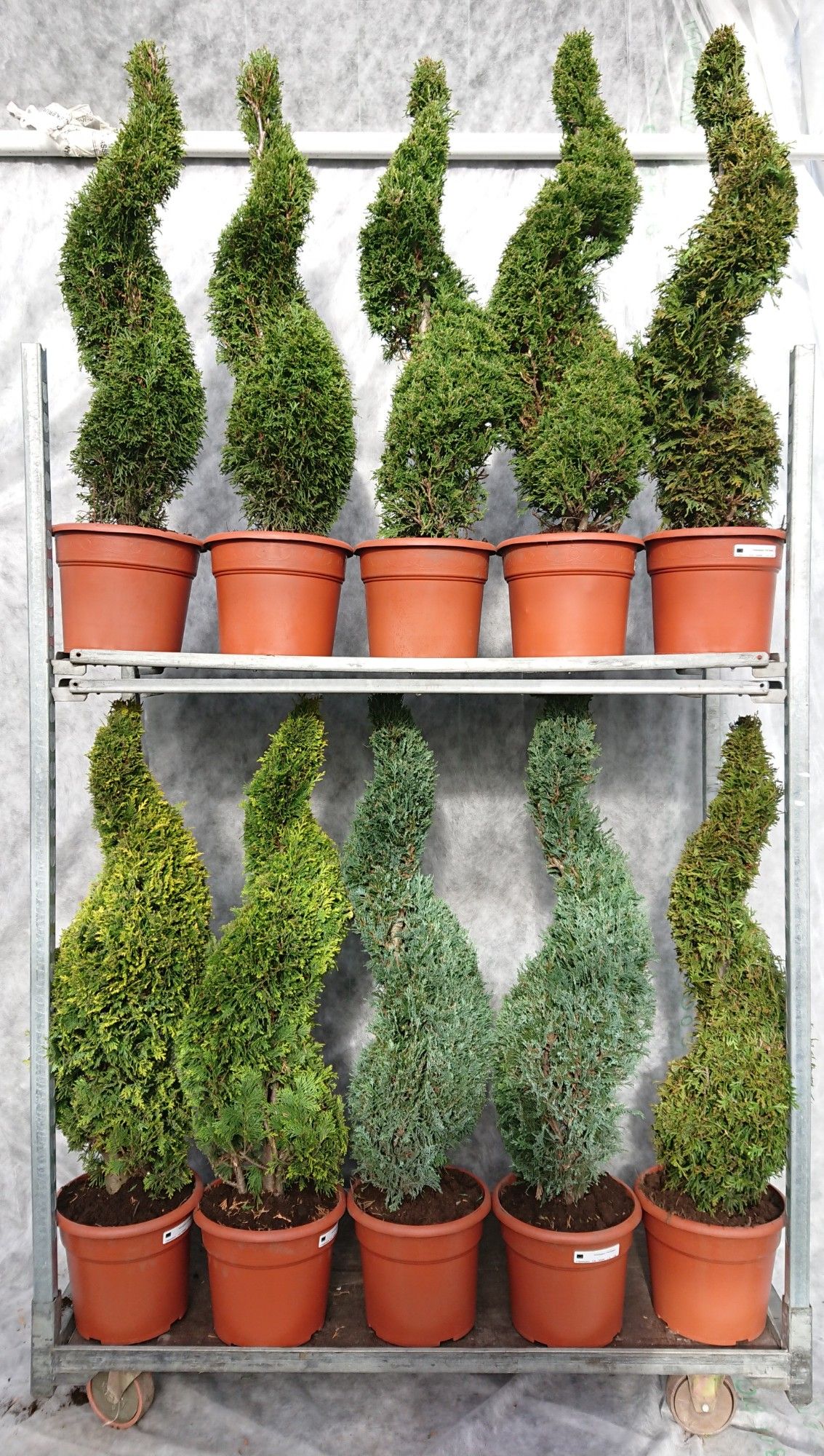 Coniferen 110 Spiraal Mix, D 26