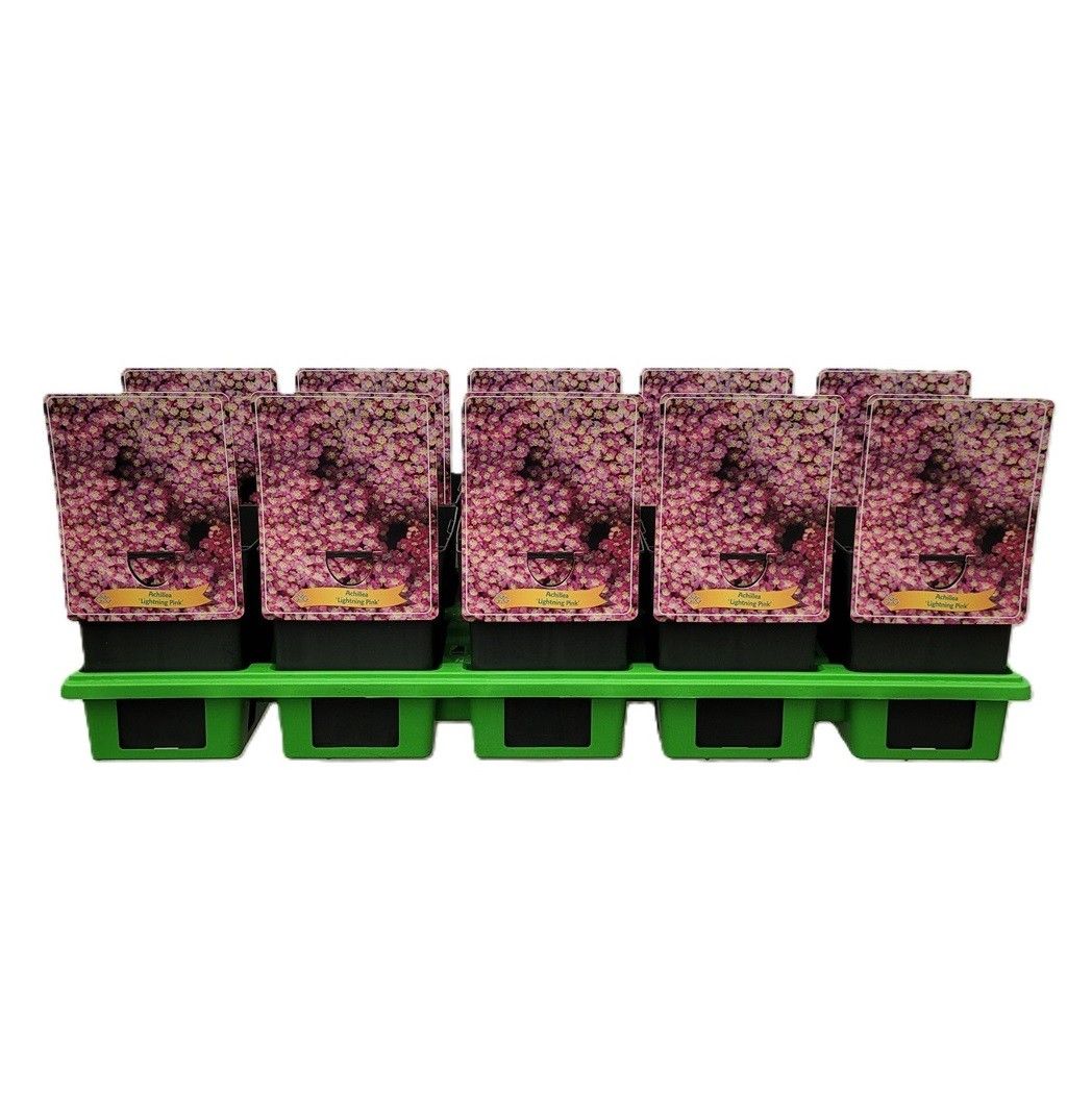 Achillea 'Rainbow Lightning Pink' P11, D 11