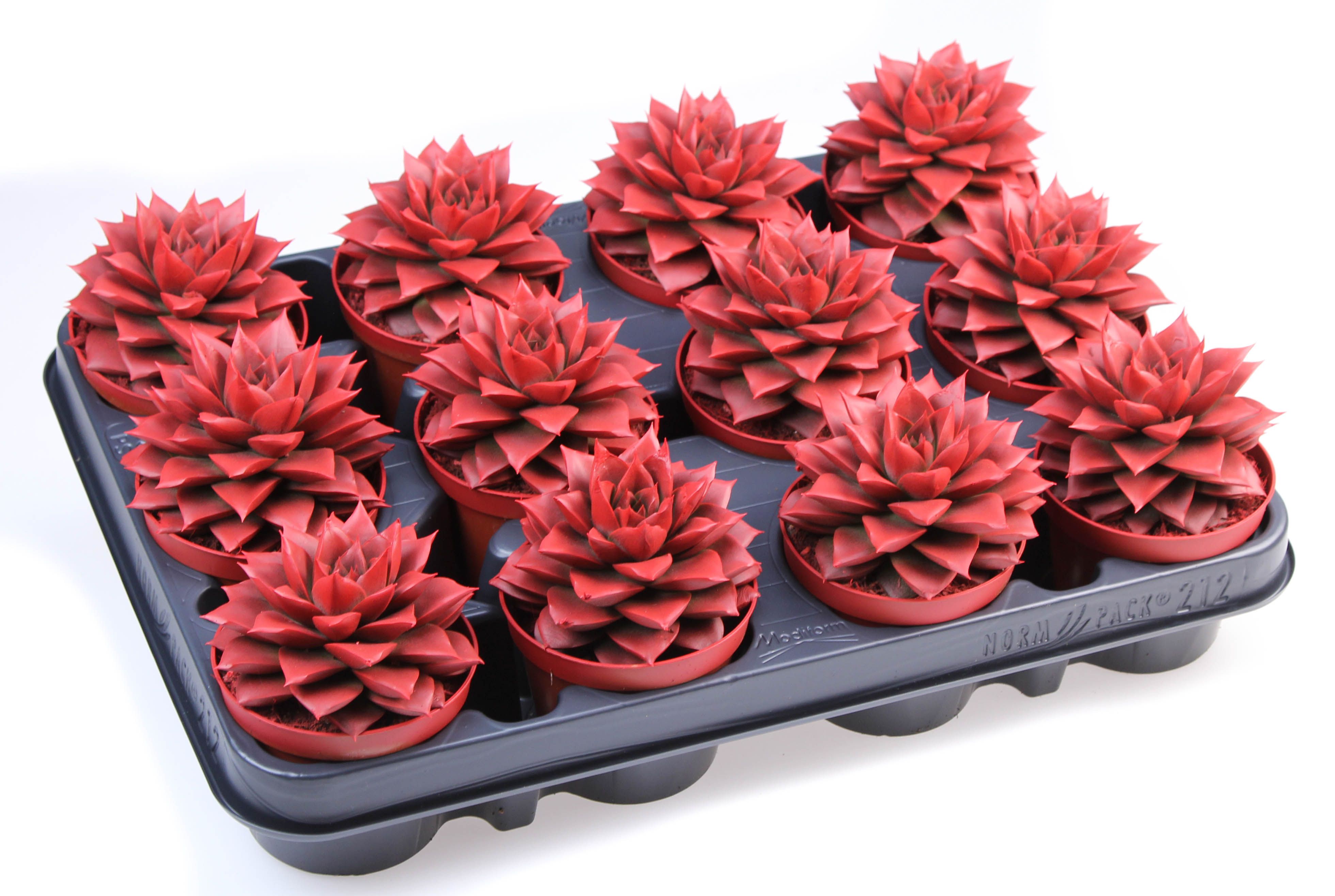 Rainbow purper red, D 8,5