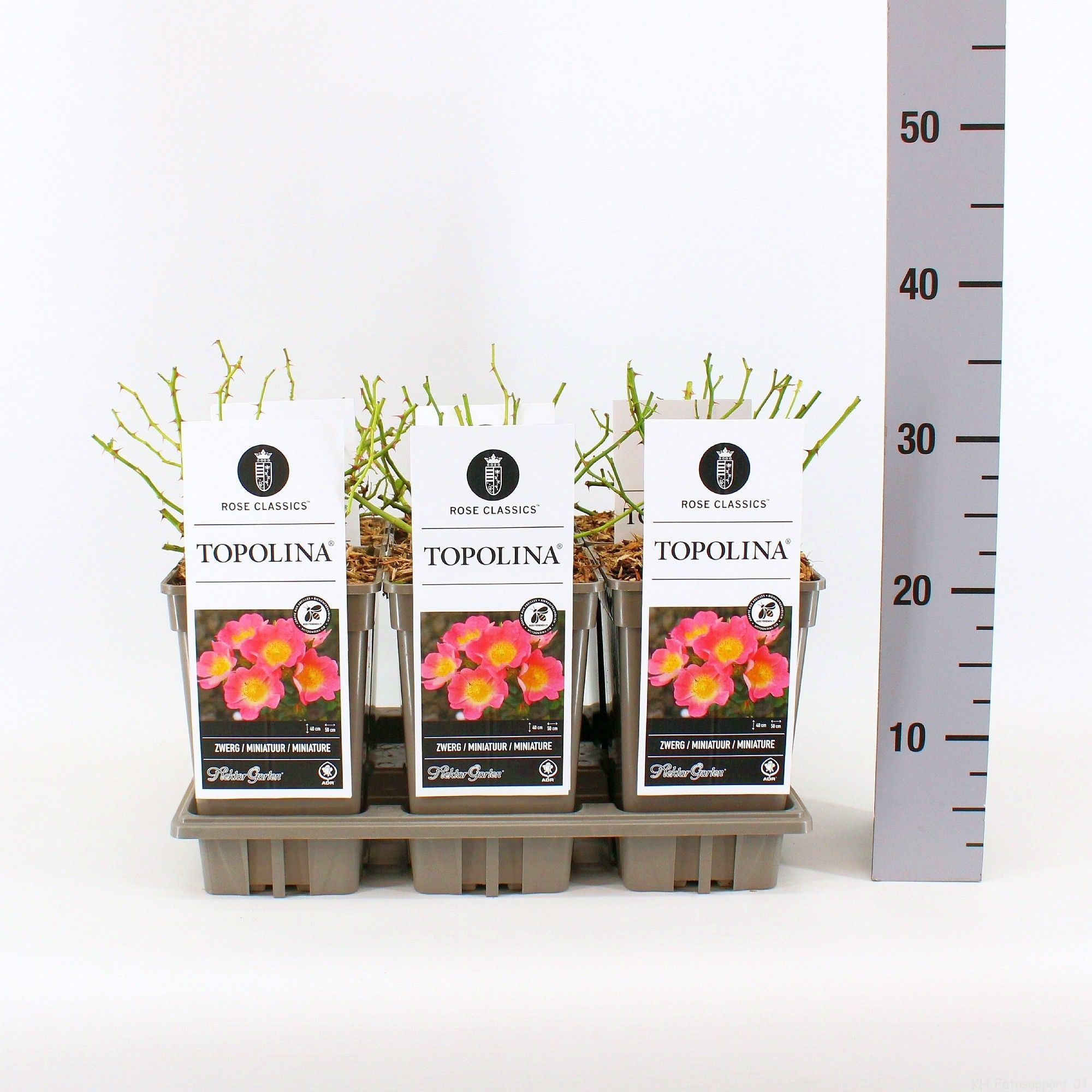 Rosa (M) Topolina ®, C3, D 17