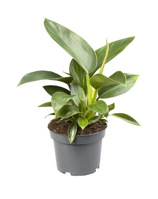 PHILODENDRON SELLOUM 'GOLDEN PRINCESS', D 12