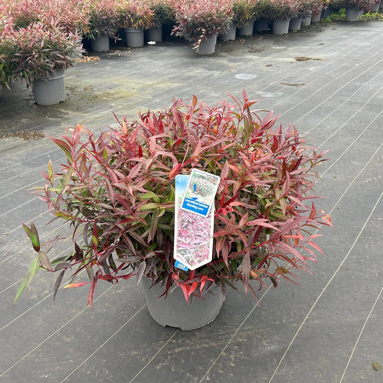 Leucothoë keiskei 'Burning Love', D 32