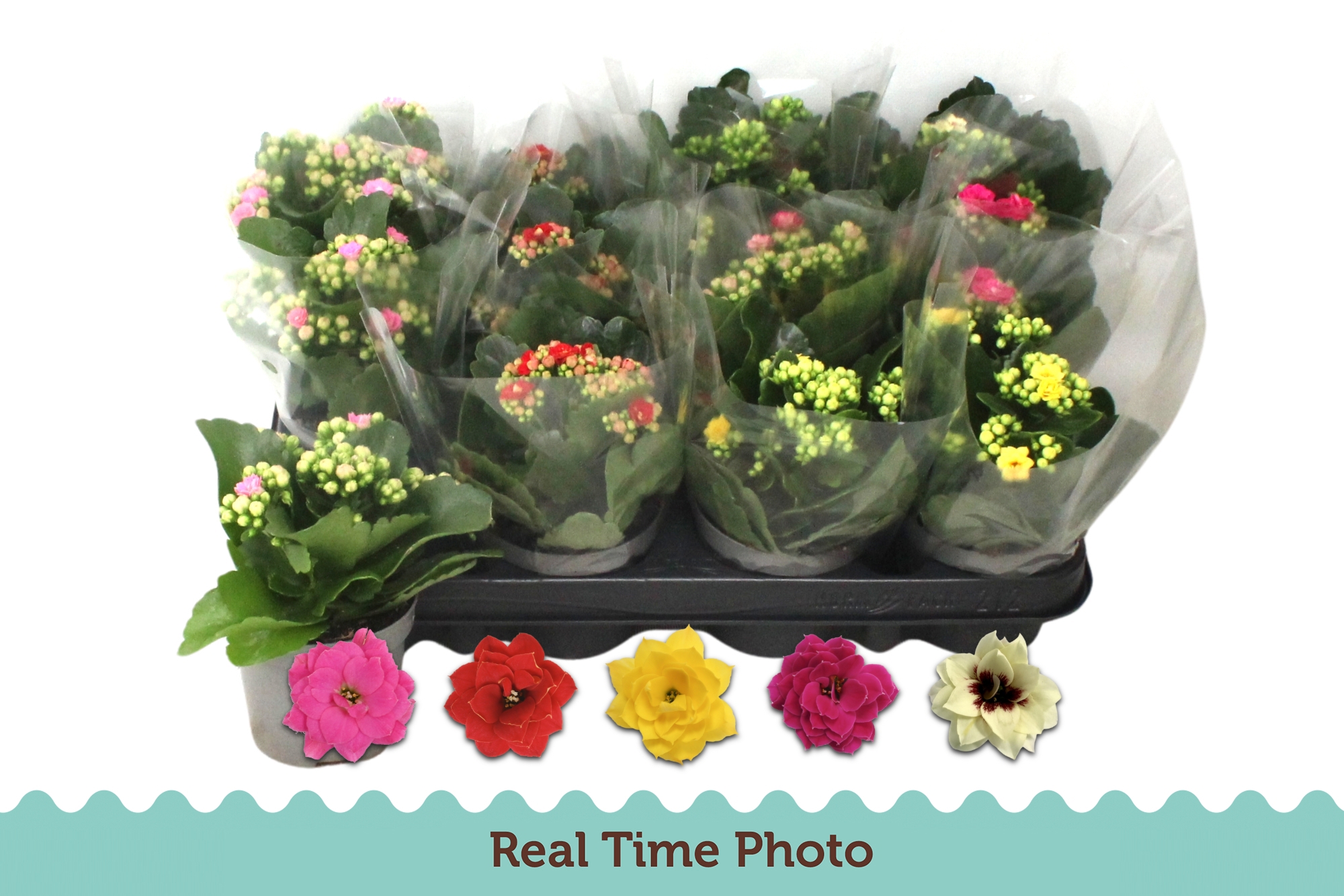 Kalanchoe Double Mix 5 kleuren, D 9 cm