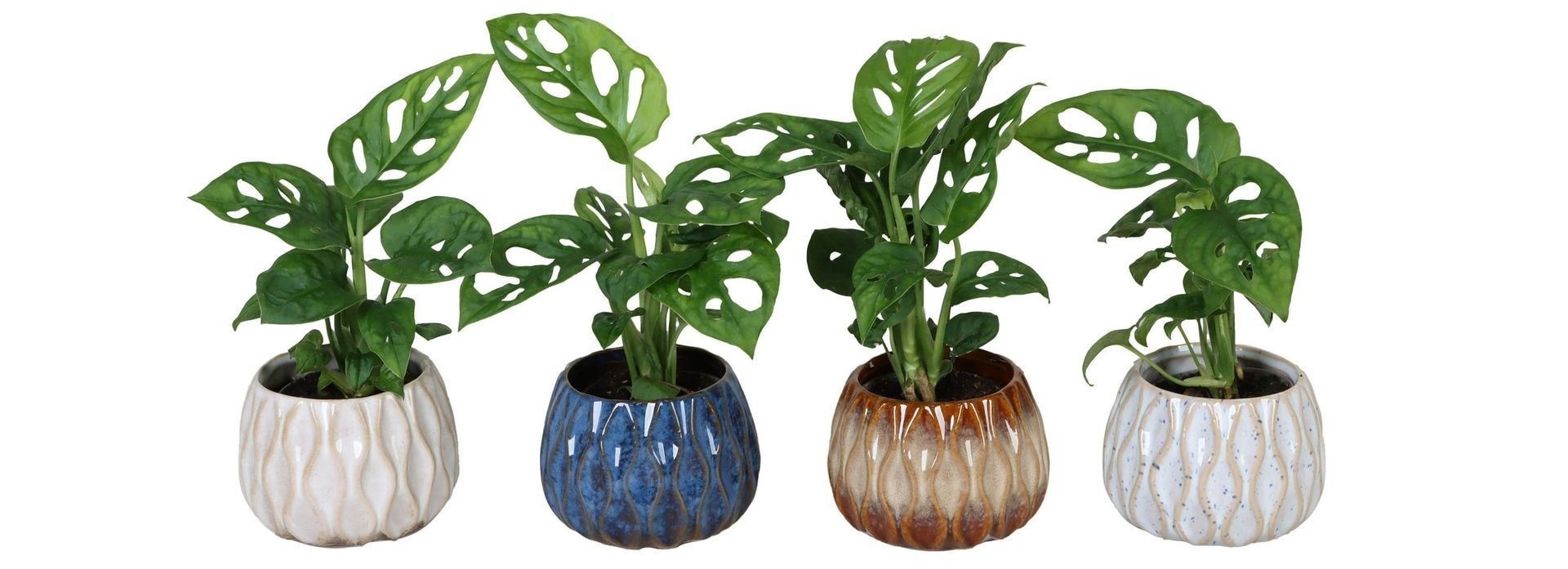 L 66142 With Monstera 6 cm, D 6