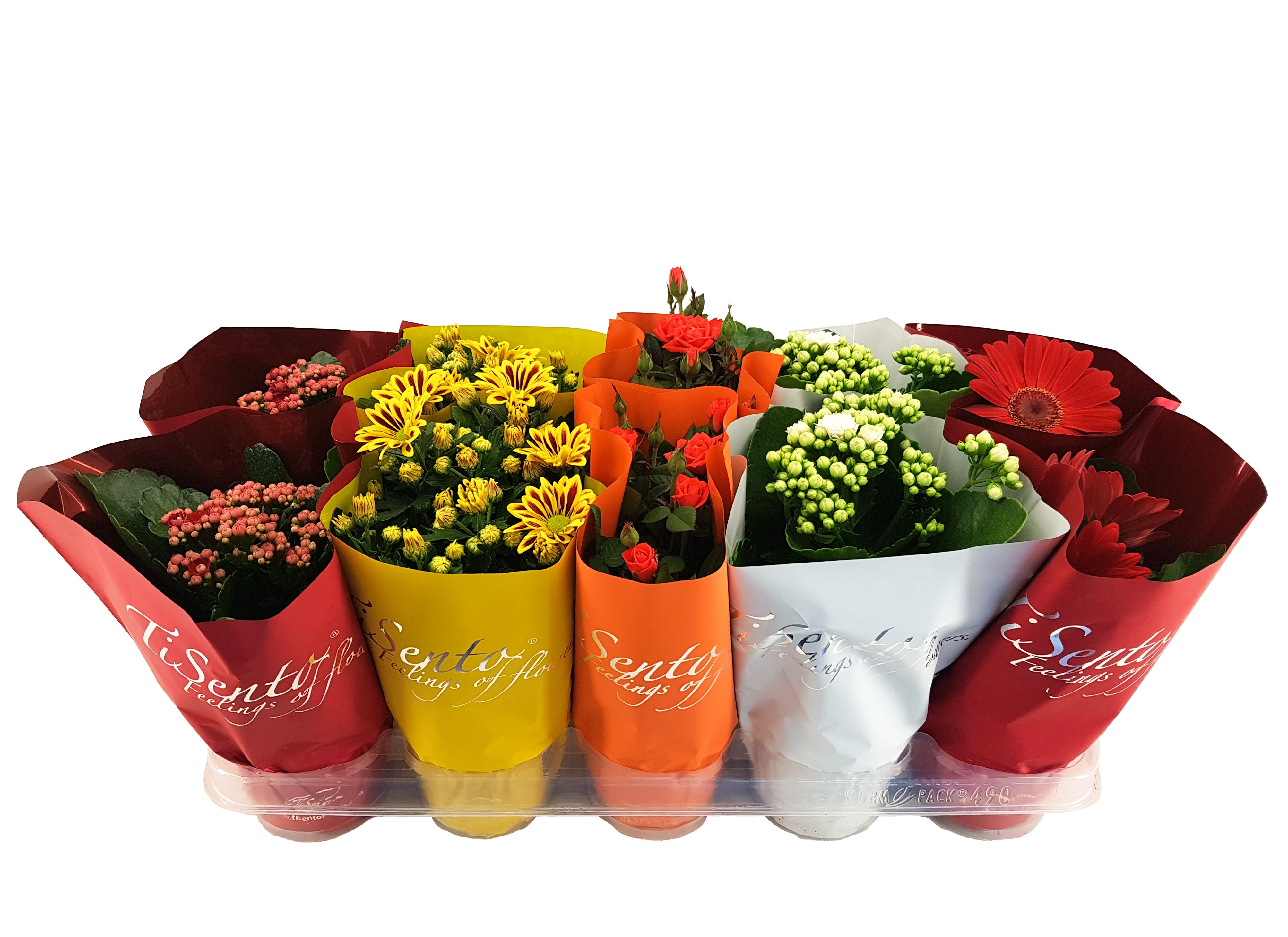 Bloeimix 12 cm | Italië 2, D 12