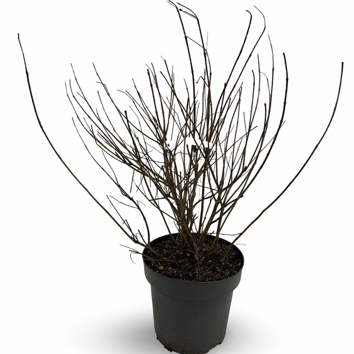 Cephalanthus occidentalis, D 32