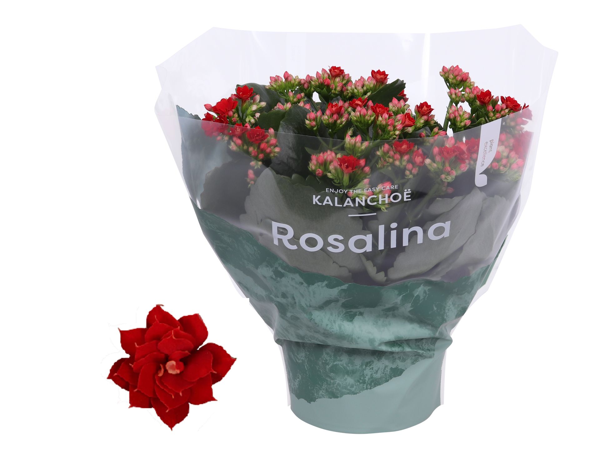 Kalanchoe Rosalina 15cm Don Justino rood, D 15