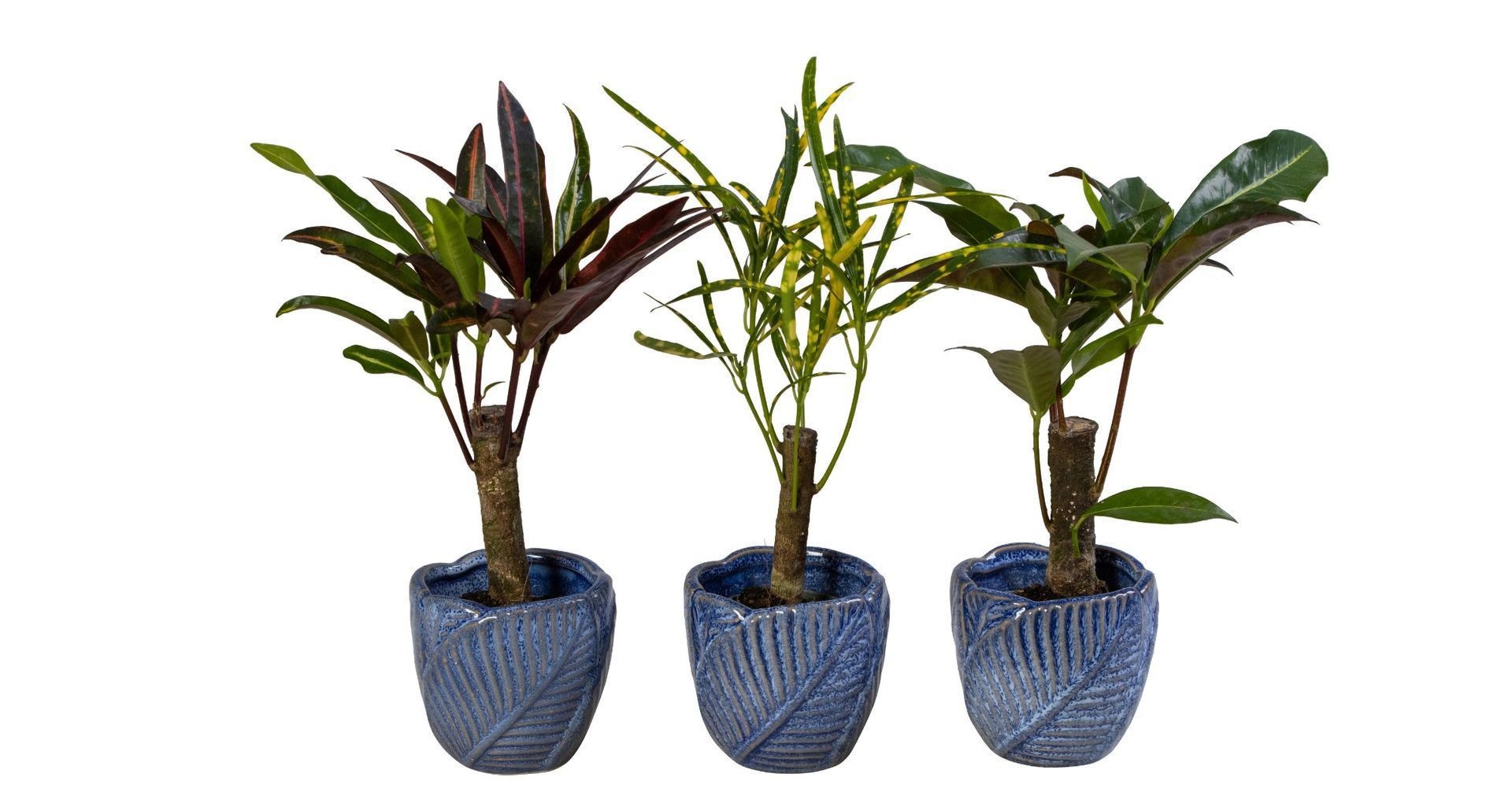 L 66059 With Cane Mix 6 cm, D 6