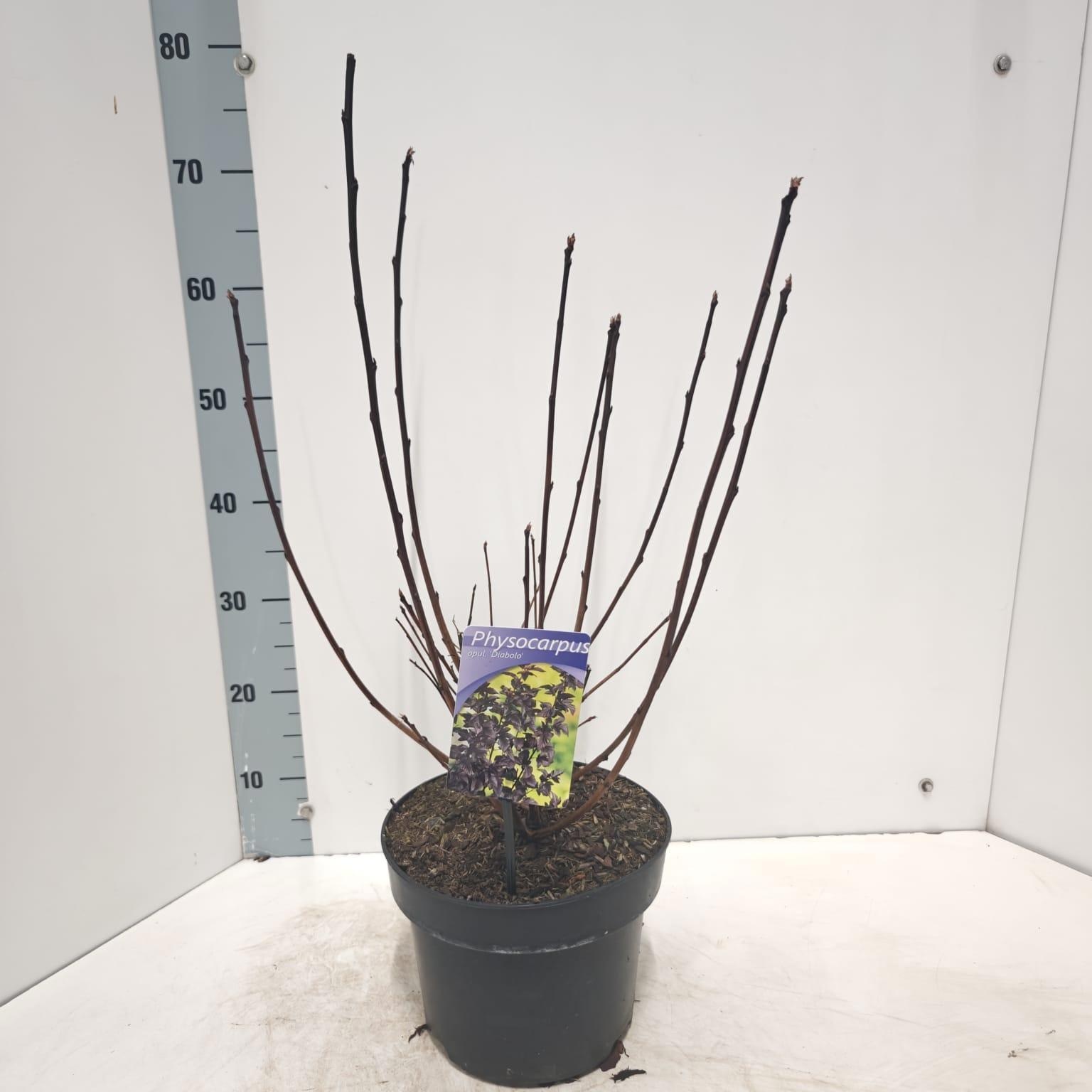 Physocarpus opulifolius 'Diabolo' PBR, D 23