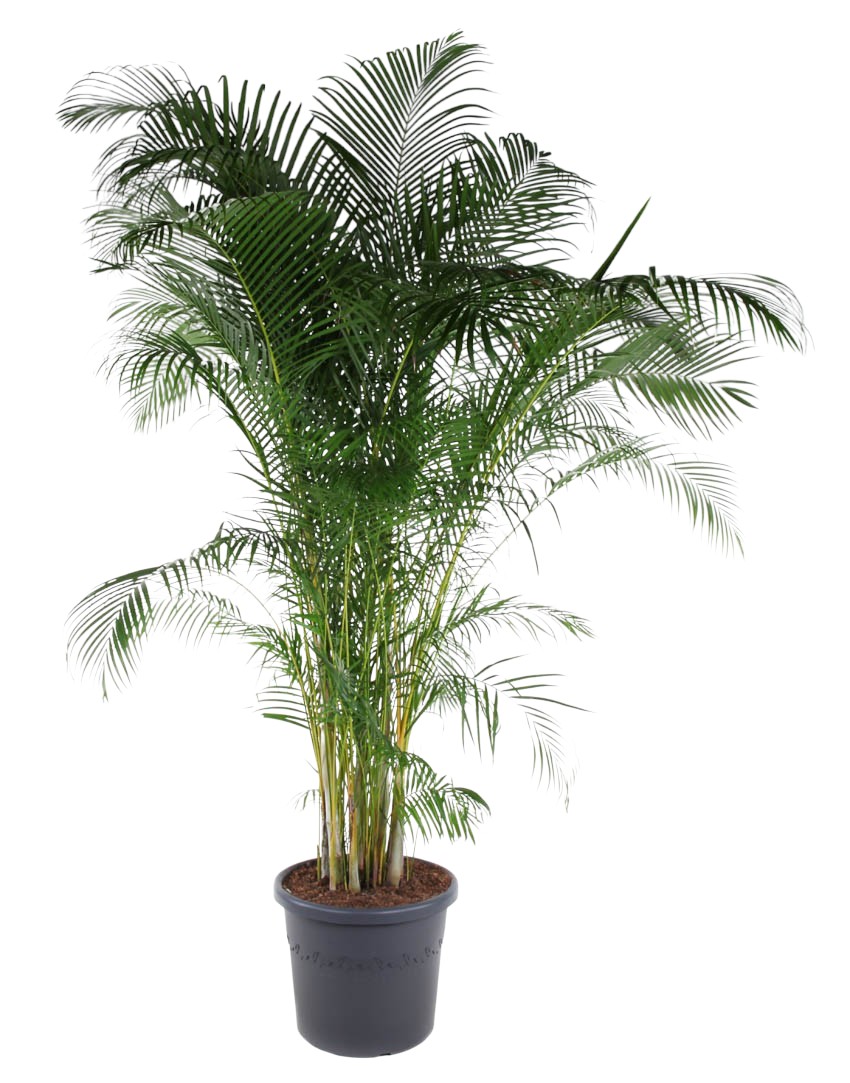 Dypsis Lutescens(Areca) P58, D 58