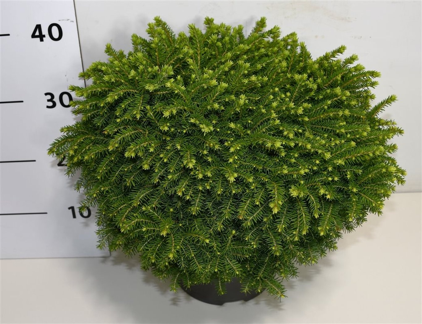 Picea a. 'Little Gem', D 23