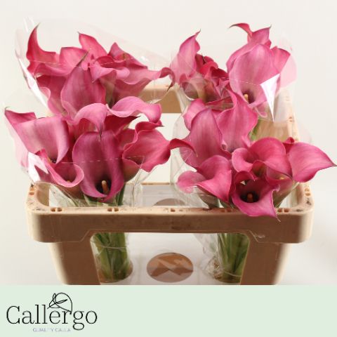 Калла Зазу 50, шт.