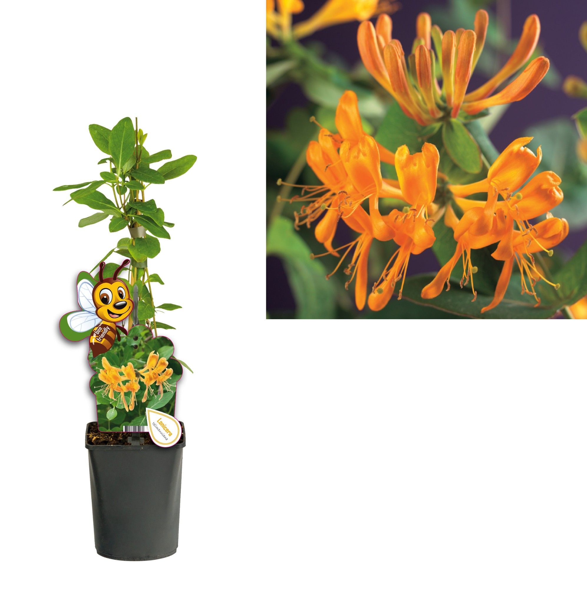Lonicera tellmanniana +bee label, D 11
