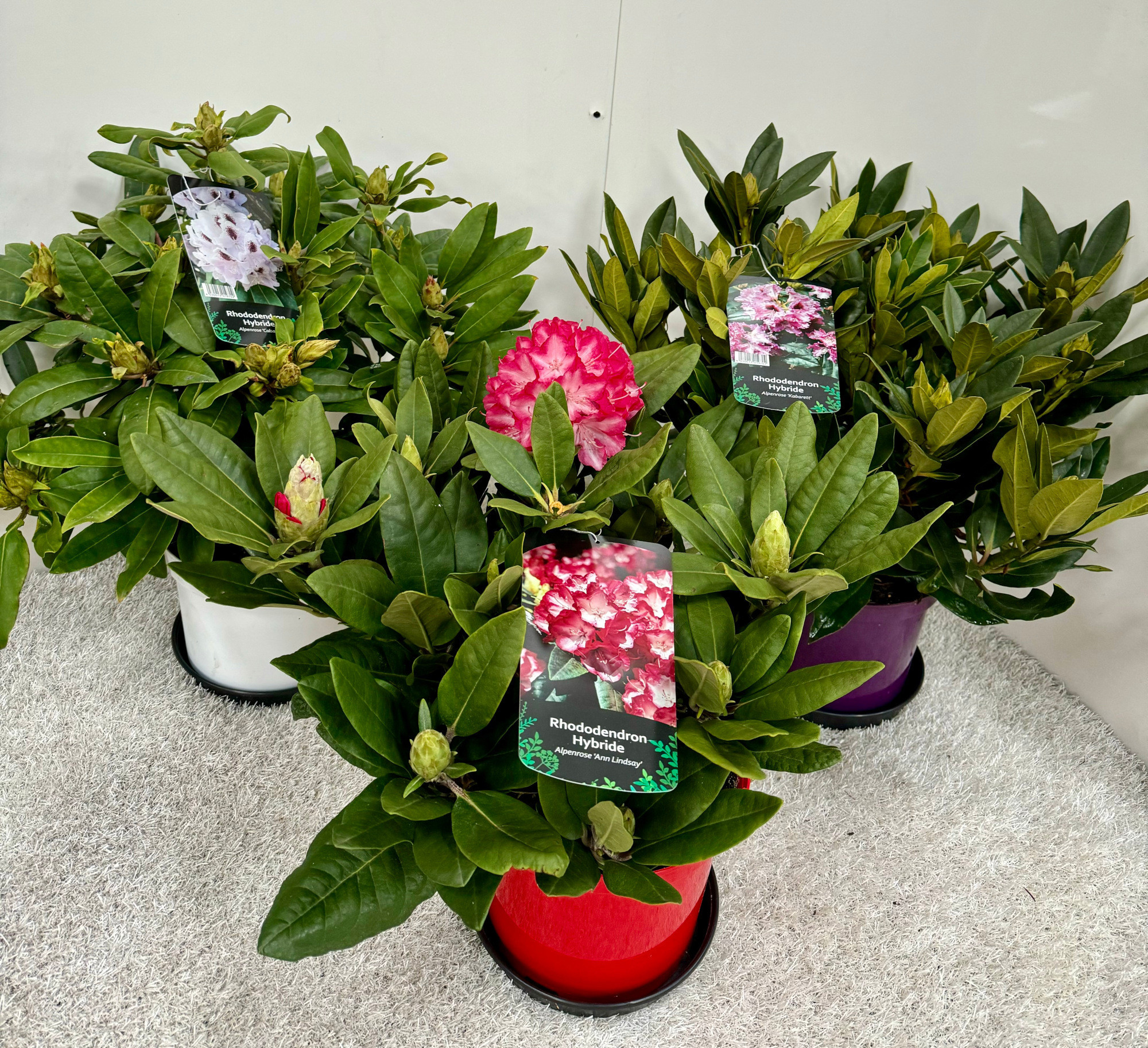 Rhododendron Hybride Deluxe Collection C5, D 23