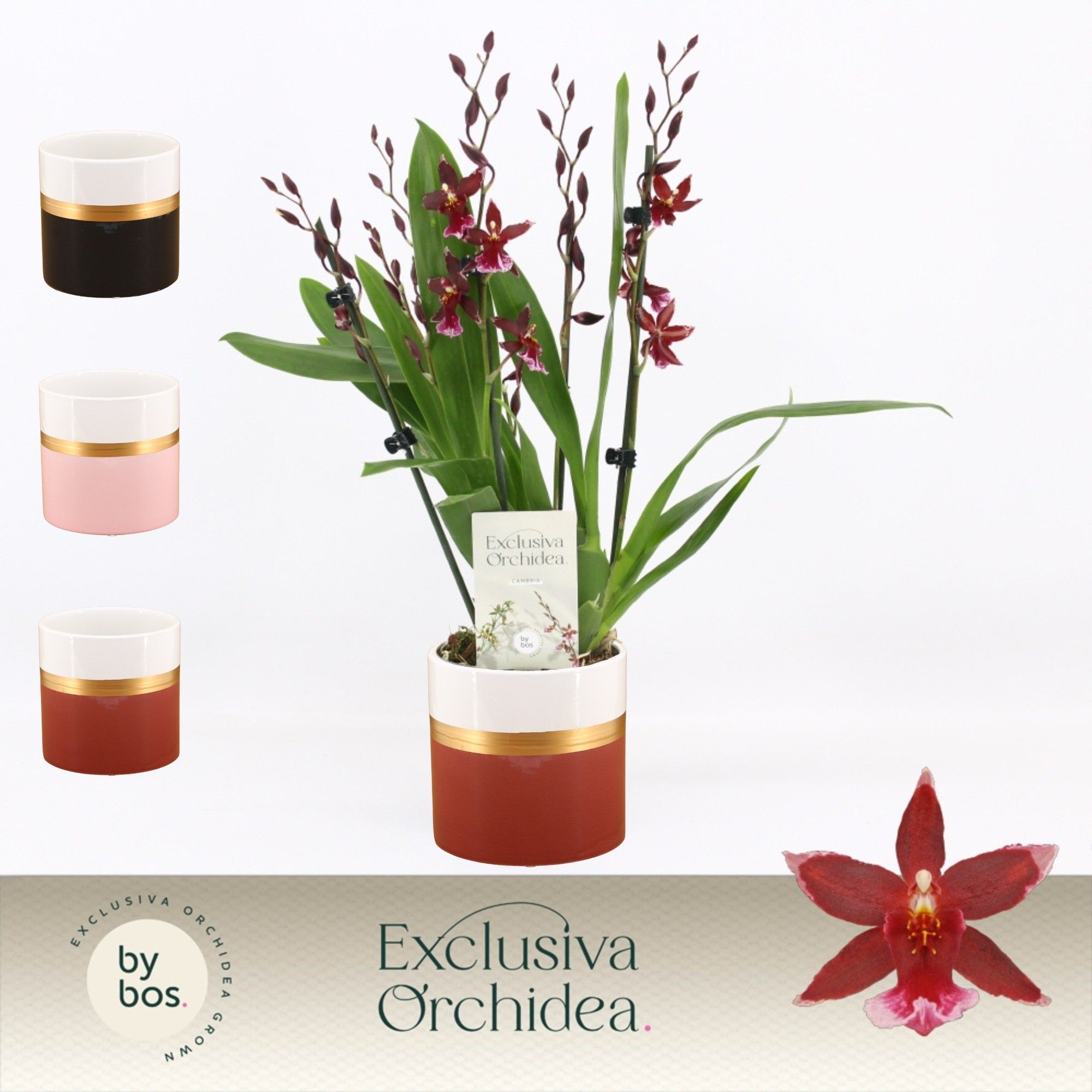 Barrocco Red, 5/6-spike in Dolomite Horizon 'Exclusiva Orchidea', D 12