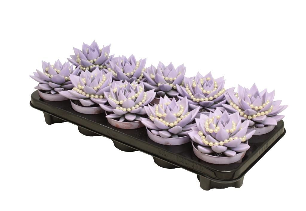 Miranda coloured pastel purple + chain, D 10,5