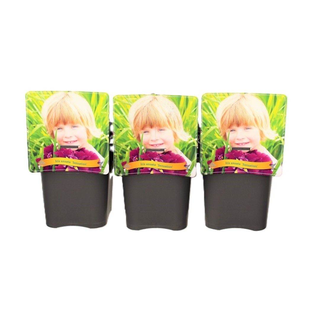 Iris ensata 'Sensation' C5, D 21